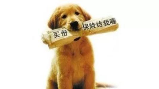 寵物保險怎么挑選？有寵物的你確定不了解一下？