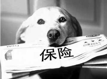 寵物保險怎么挑選？有寵物的你確定不了解一下？